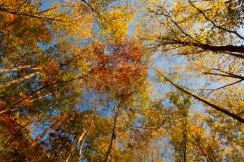 Royalty Free Photo of Autumn Leaves