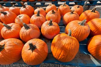 Royalty Free Photo of Pumpkins