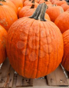 Royalty Free Photo of Pumpkins