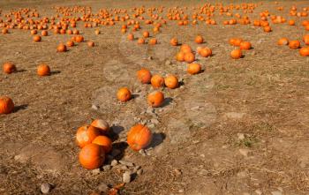 Royalty Free Photo of a Pumpkin Patch