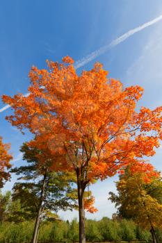 Royalty Free Photo of an Autumn Tree