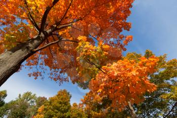 Royalty Free Photo of Autumn Trees and a Bue Sky