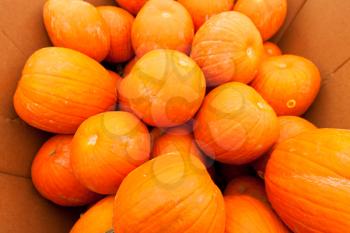 Royalty Free Photo of Pumpkins