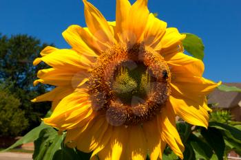 Royalty Free Photo of a Sunflower