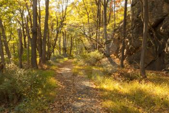 Royalty Free Photo of a Forest in Fall