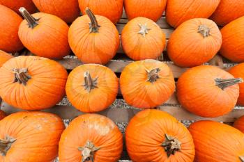 Royalty Free Photo of Pumpkins at Market