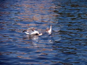 Seagulls catching fish.