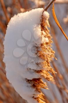 Snow covered grass in the park at early morning light.