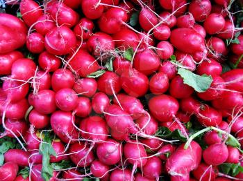 A bunch of red radishes at the farmer's market.