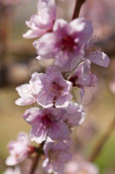 Blossoming orchard in the spring.