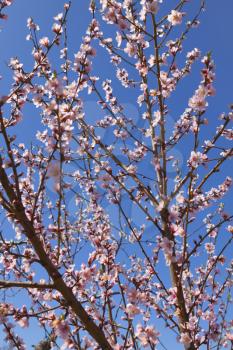 Blossoming orchard in the spring.