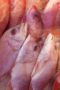 Fresh catch of fish at the seafood market.