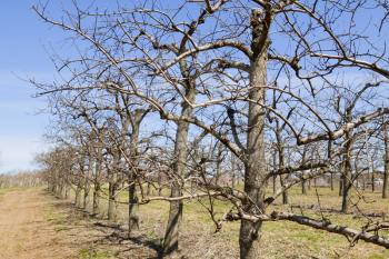 Blossoming orchard in the spring.