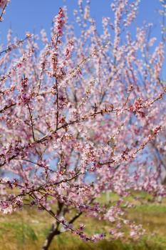 Blossoming orchard in the spring.