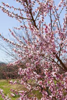 Blossoming orchard in the spring.