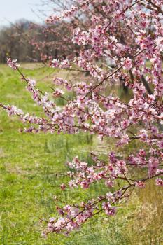 Blossoming orchard in the spring.