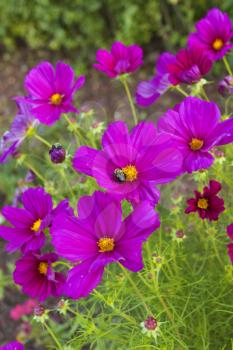 Beautiful flowers in the garden.