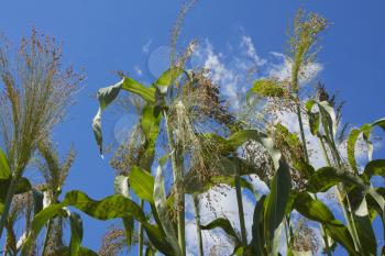 Corn plants field against bright blue sky.