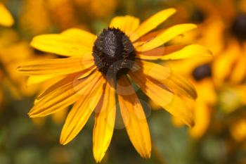 Beautiful flowers in the garden.