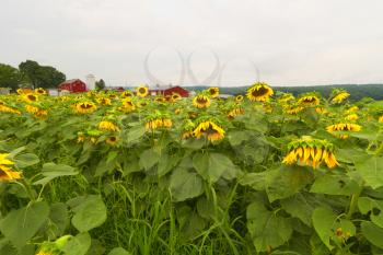 Sunflowers blooming in the farm fields.