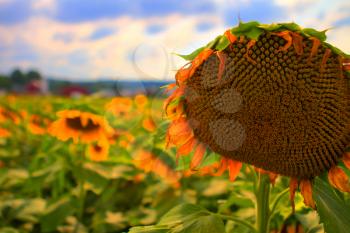 Sunflowers blloming on the farmland.