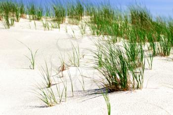 Grass and white sand dunes on the beach on a hot summer afternoon.