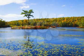 Fall landscape with the forest lake.