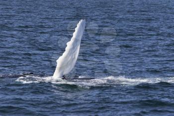 Whale watching experience off the coast of Atlantic.