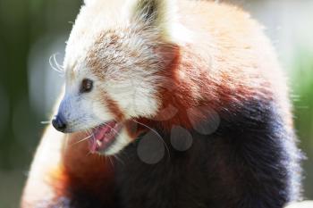 Cute Red Panda posing for the camera.