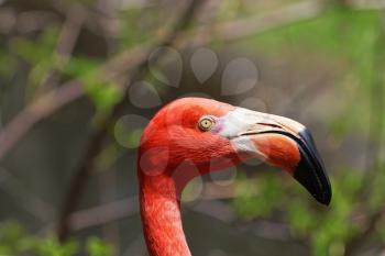 Beautiful pink flamingoes in a flock.