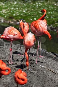 Beautiful pink flamingoes in a flock.