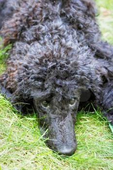 A portrait of a cute black poodle puppy with expressive eyes on a green grassy lawn.