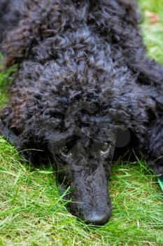 A portrait of a cute black poodle puppy with expressive eyes on a green grassy lawn.