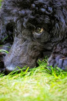 A portrait of a cute black poodle puppy with expressive eyes on a green grassy lawn.