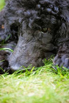 A portrait of a cute black poodle puppy with expressive eyes on a green grassy lawn.