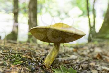 Wild mushroom growing in a forest.