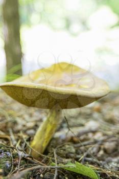 Wild mushroom growing in a forest.