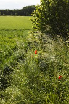 Bright red poppy flowers in the meadow on a summer day.