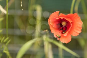 Bright red poppy flowers in the meadow on a summer day.