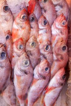 Fresh fish for sale at the seafood market, close-up view.