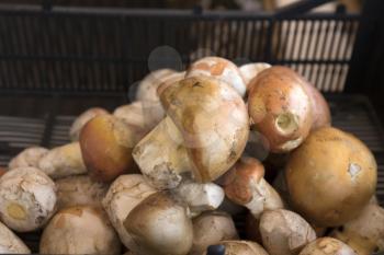 Freshly picked wild mushrooms in the farmer market.
