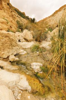 Ein Gedi Nature Reserve in Israel.