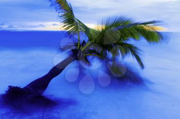 View of Caribbean beach with palm trees.