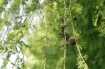 close-up of coniferous tree branch with cones