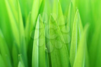 closeup of the green plant, soft focus