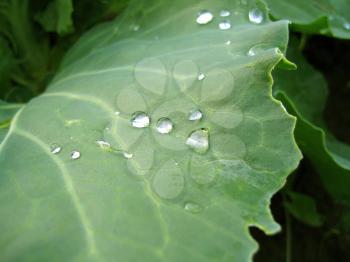 close-up of big green leaf with rain drops