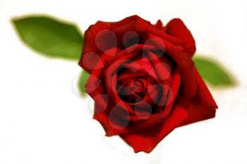 red rose on white background