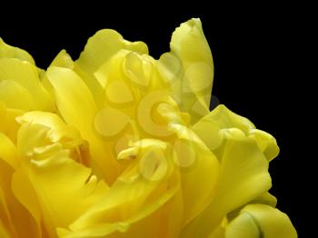 fragment of yellow tulip isolated on black