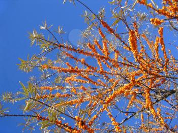 branch of sea buckthorn berries on blue sky background