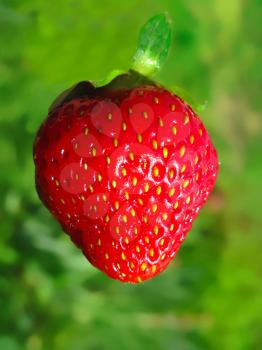 red ripe strawberry on a green blur background